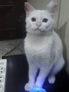 3 months old white kitten male is available