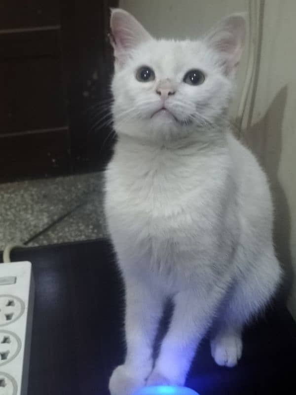 3 months old white kitten male is available 1