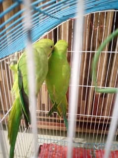 pair of parrot 6 month old