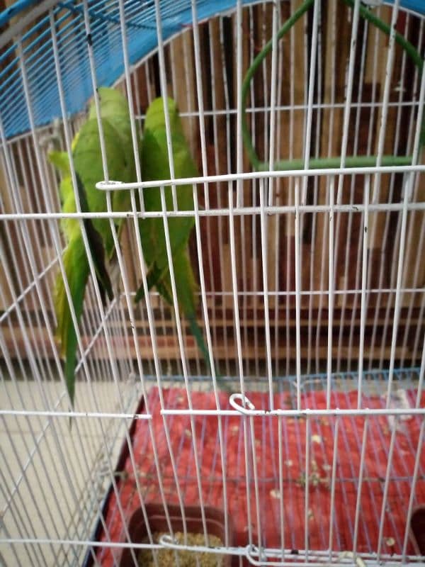 pair of parrot 6 month old 1