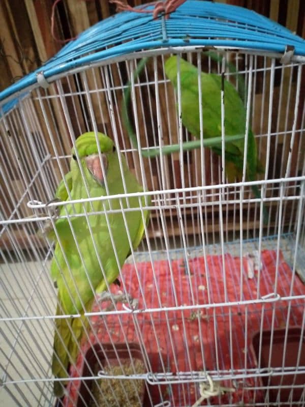 pair of parrot 6 month old 2