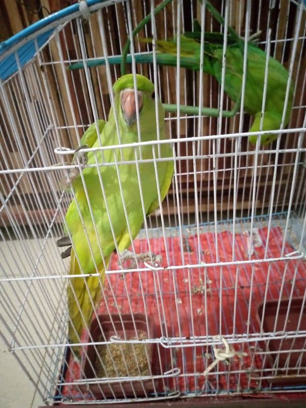 pair of parrot 6 month old 3