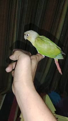 Pineapple Conure Chicks