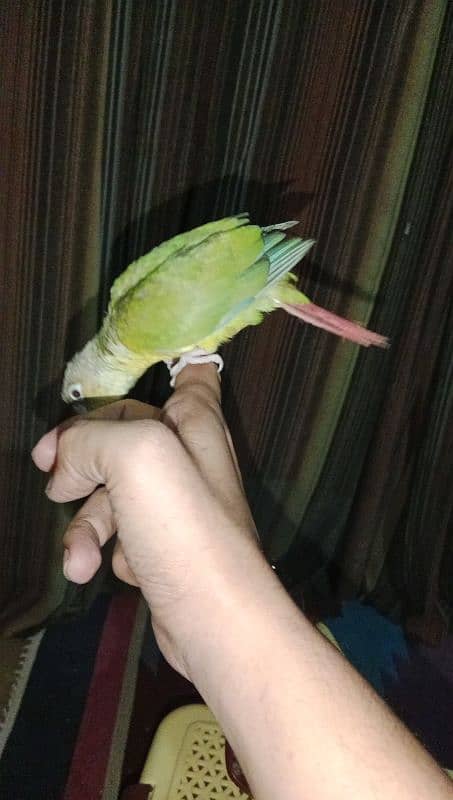 Pineapple Conure Chicks 1