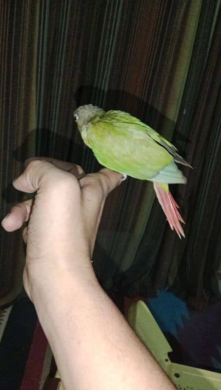 Pineapple Conure Chicks 2