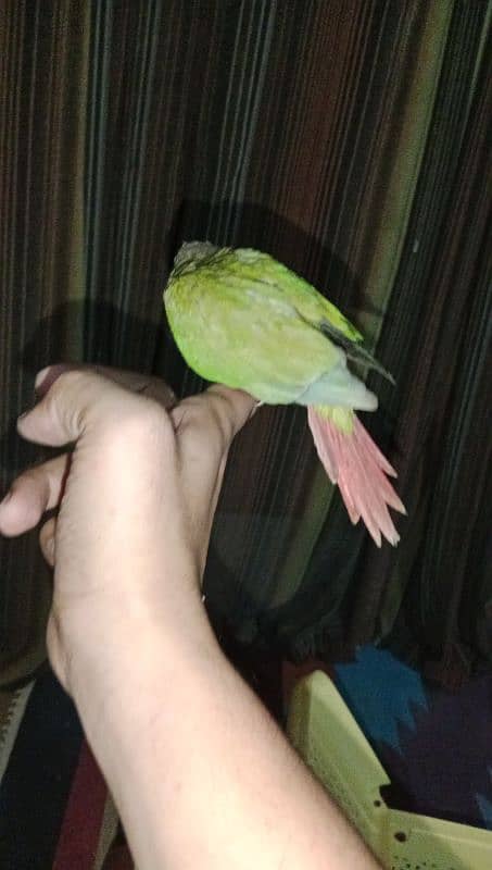 Pineapple Conure Chicks 3