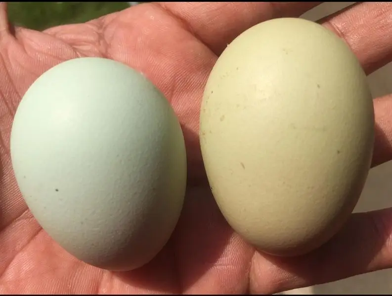 ameracana blue eggs layer — photo 8