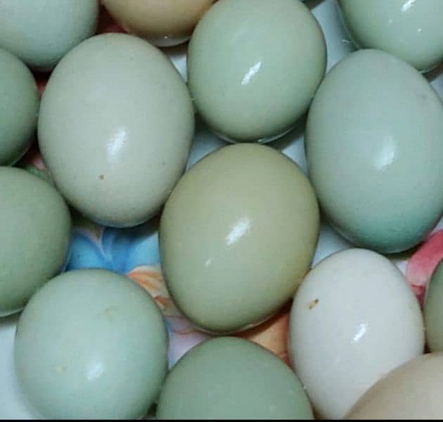 ameracana blue eggs layer 4