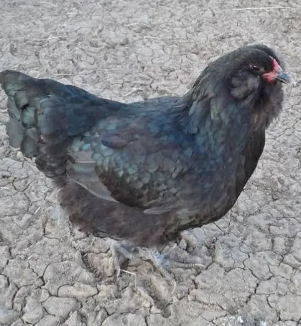 ameracana blue eggs layer — photo 9