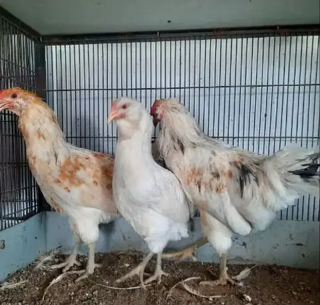 ameracana blue eggs layer — photo 3