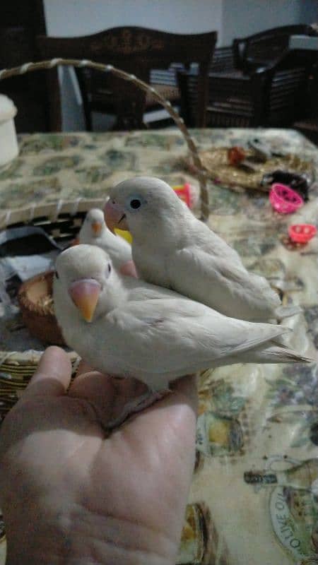 fly tamed lovebird chicks! 1