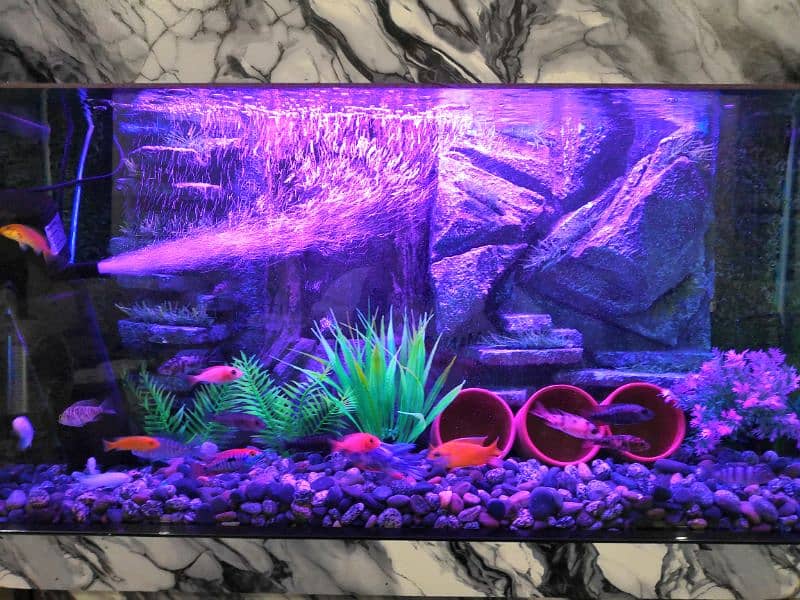 New 3D Running Aquarium For Sale. 16