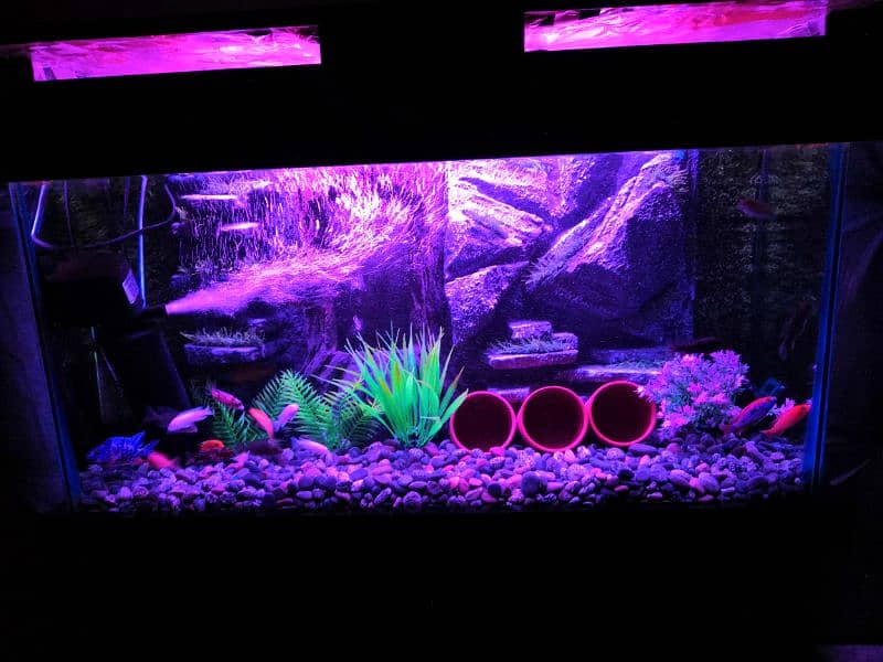 New 3D Running Aquarium For Sale. 19