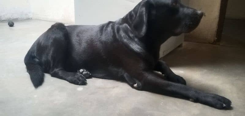 labrador female pedigree bredder female microchip 2