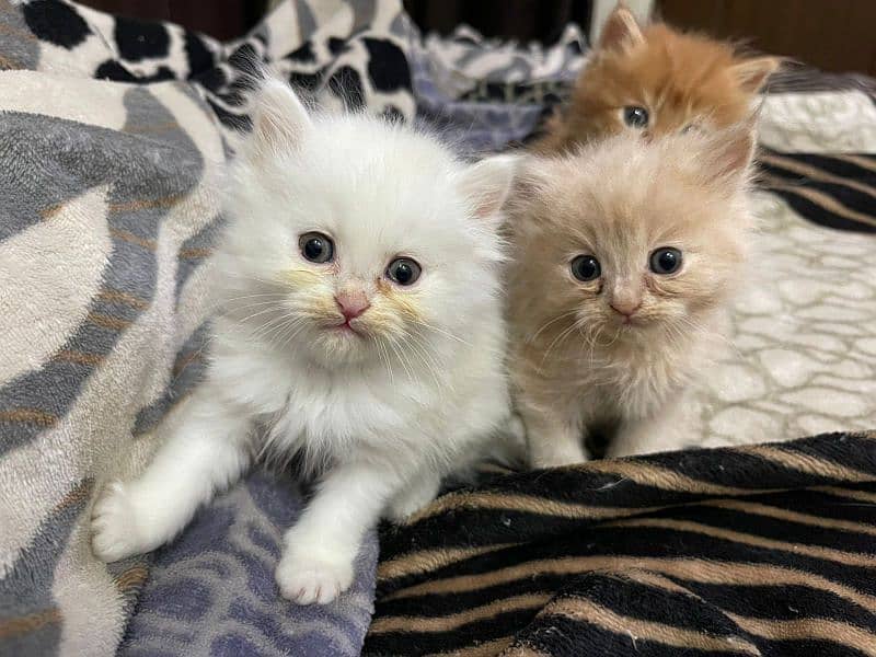 Beautiful Kittens 2