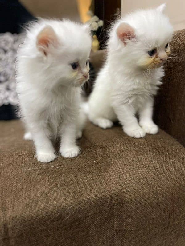 Beautiful Kittens 3