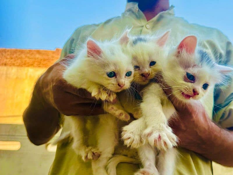 Persian white kittens for sale in multan 5