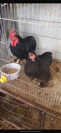 light sussex trio for sale and black Cochin