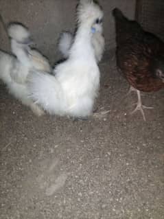 3 white silkie for sale in reasonable price