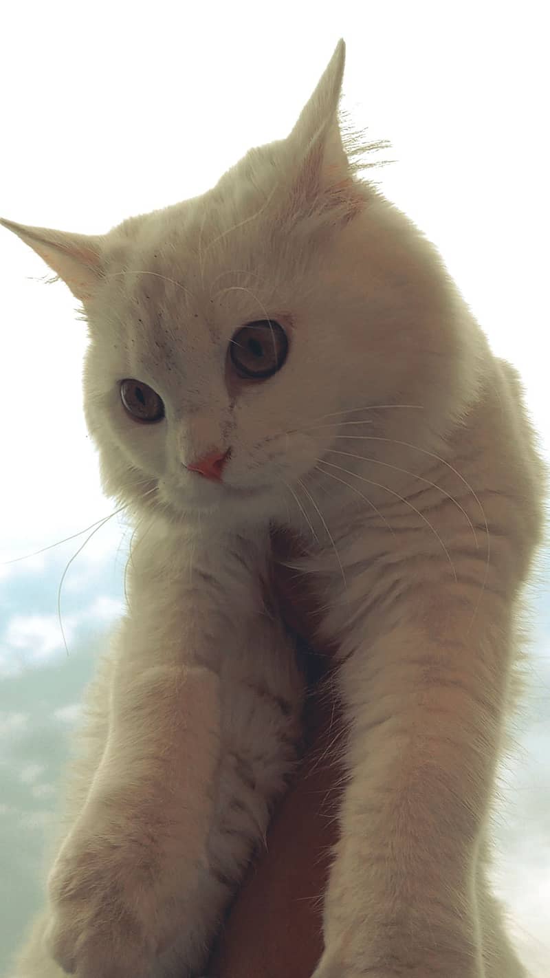 Urgent Sale White Persian 7 months old cat 0