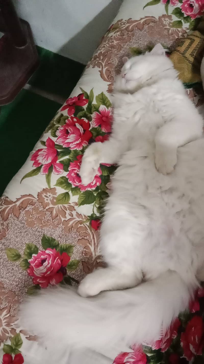 Urgent Sale White Persian 7 months old cat 1