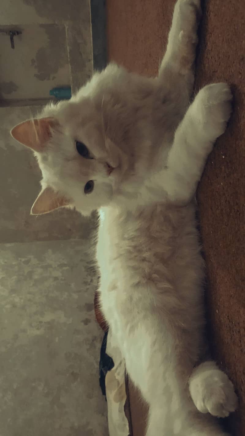 Urgent Sale White Persian 7 months old cat 2