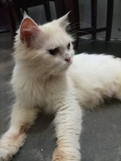 persian cat