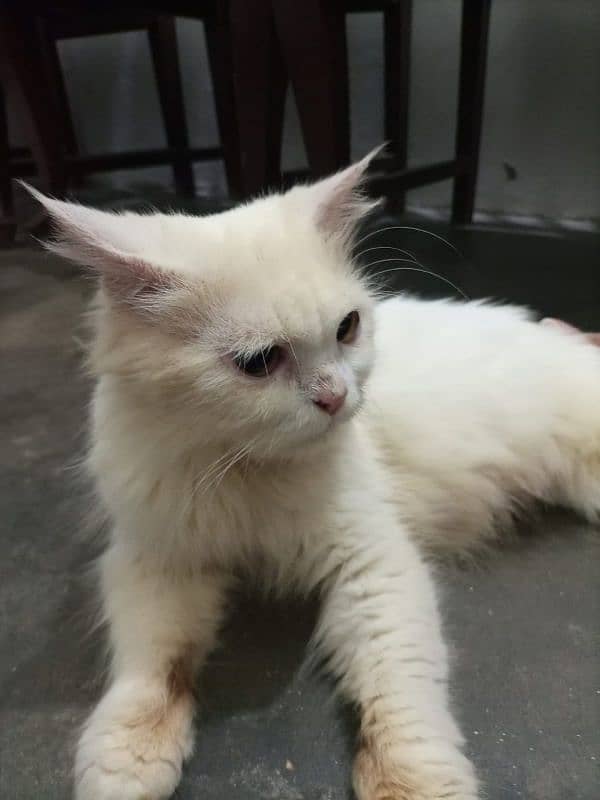 persian cat 1