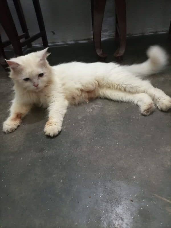 persian cat 3