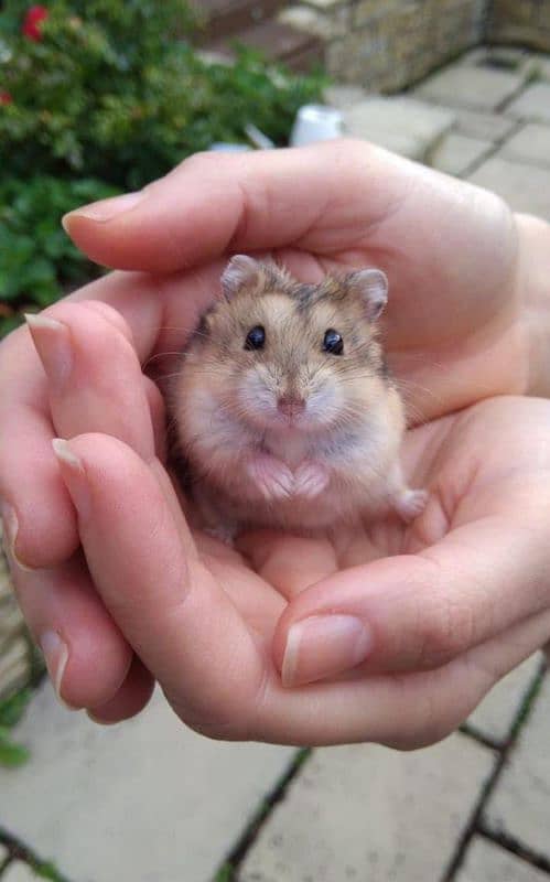 long coat hamster + hamster babies 4