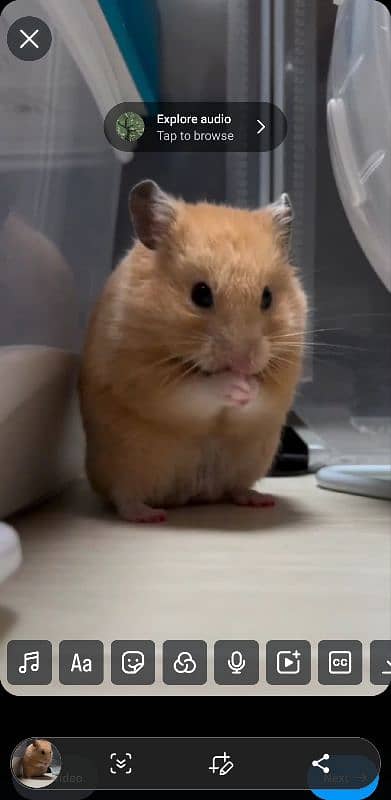 long coat hamster + hamster babies 5