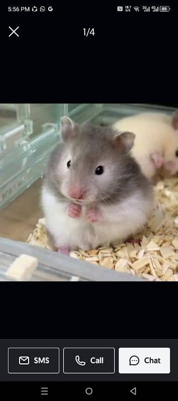 long coat hamster + hamster babies 6