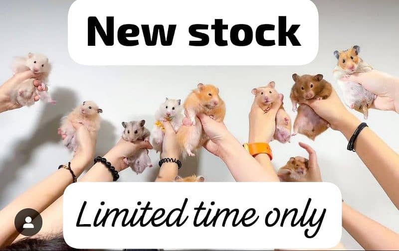 long coat hamster + hamster babies 8