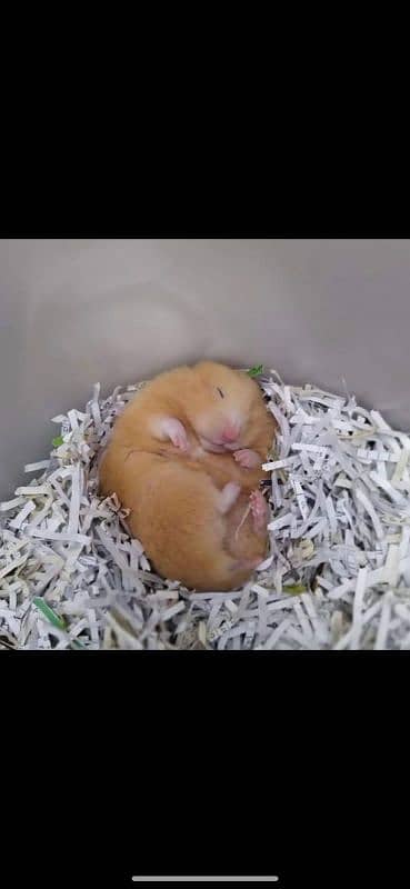 long coat hamster + hamster babies 9