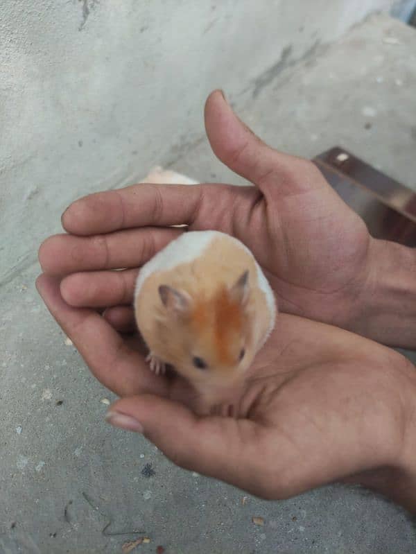 long coat hamster + hamster babies 10