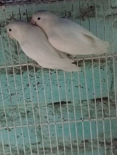 love birds Paper White Albino Spilit. 2