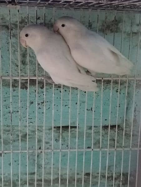 love birds Paper White Albino Spilit. 3