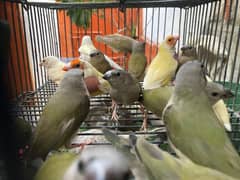 Lady gouldian finche available