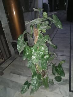 Money plants for sale