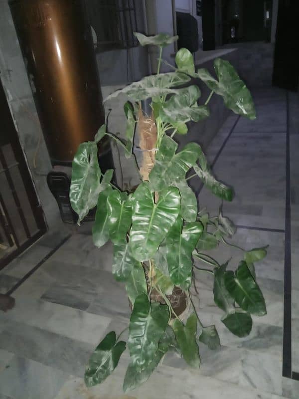 Money plants for sale 0