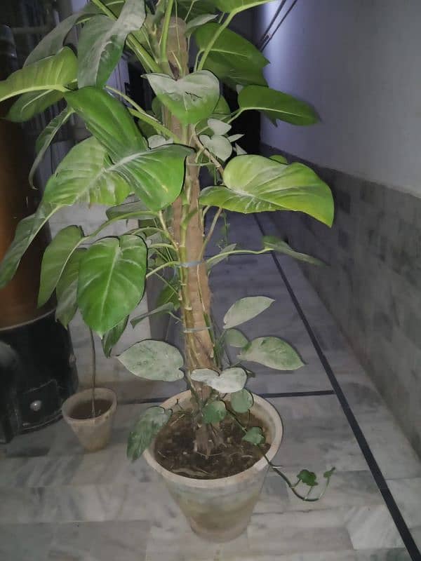 Money plants for sale 3