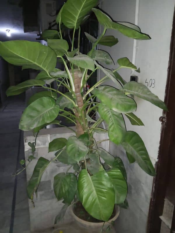 Money plants for sale 4