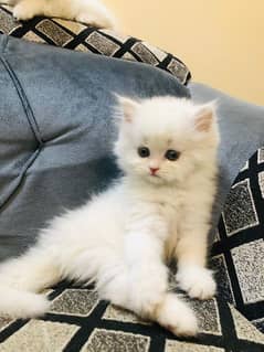 1 Male kitten Persian Turkish 50 days age