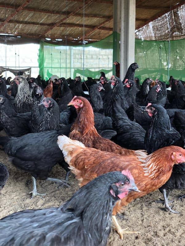 Lohman Black  hens,Lohman Brown, Eggs available(white brown) 6