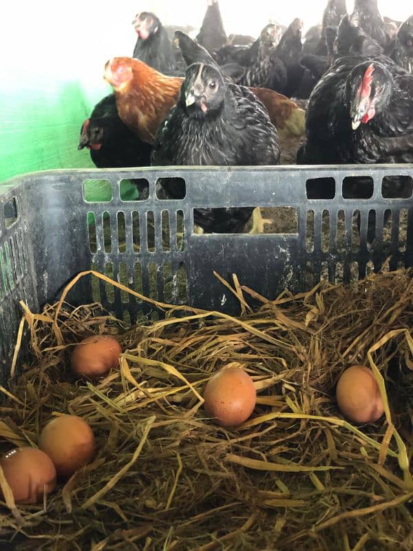 Lohman Black  hens,Lohman Brown, Eggs available(white brown) 14