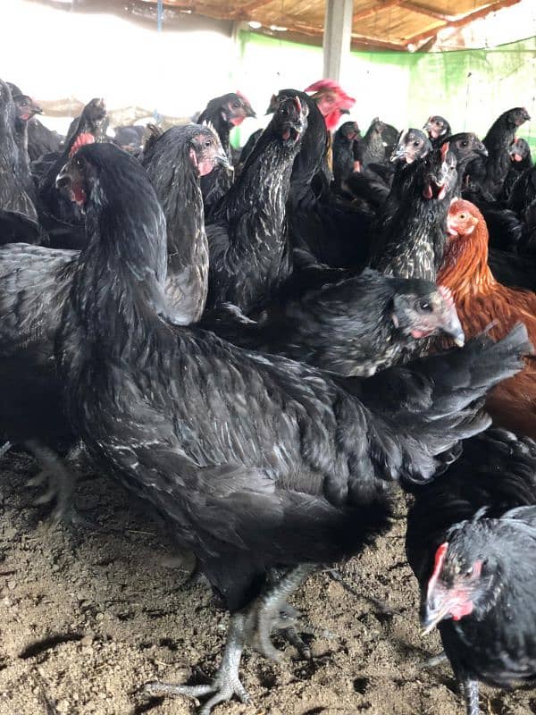 Lohman Black  hens,Lohman Brown, Eggs available(white brown) 15