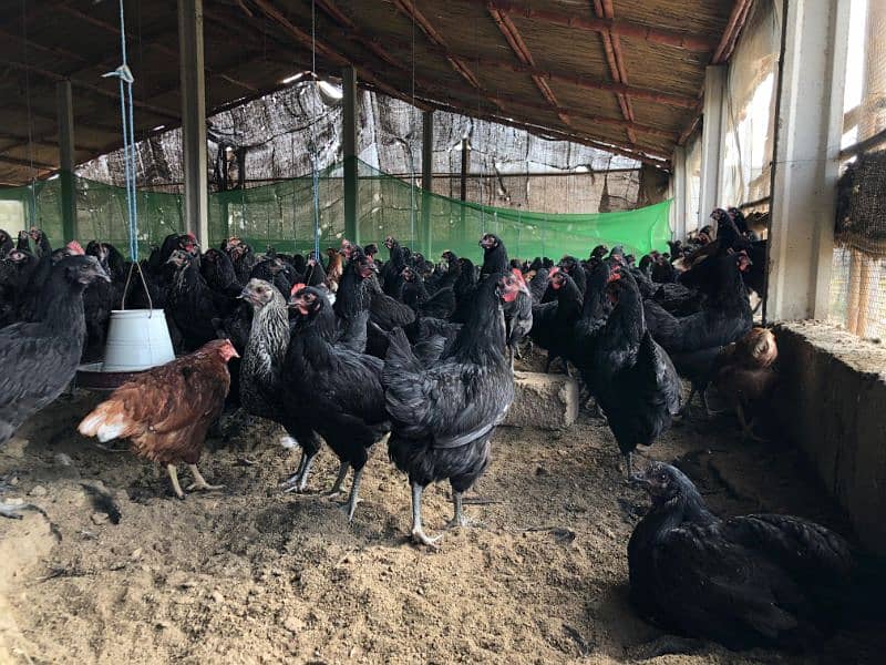 Lohman Black  hens,Lohman Brown, Eggs available(white brown) 16