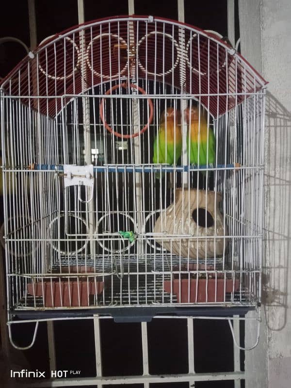 fisher parrot pair 0