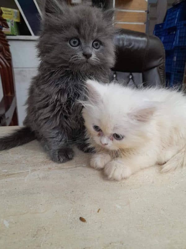 Persian kitten for urgent saleMy WhatsApp number 03473694899 0