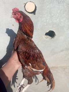 Aseel Red Murga for sale